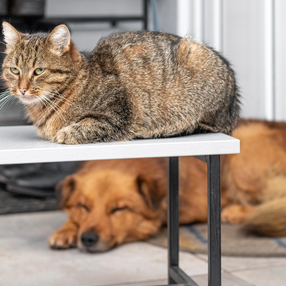Pets' Serene Ambient Music