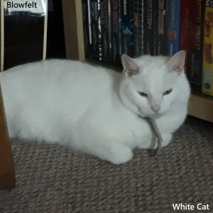Album White Cat oleh Blowfelt