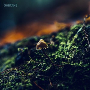 ดาวน์โหลดและฟังเพลง Spores พร้อมเนื้อเพลงจาก Shiitake