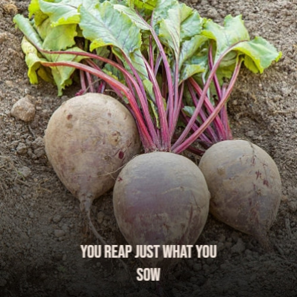 You Reap Just What You Sow
