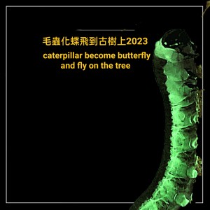 Listen to 毛虫化蝶飞到古树上2023 song with lyrics from 黄若曦