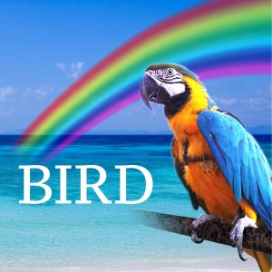 收聽HACHIBEE的Bird歌詞歌曲