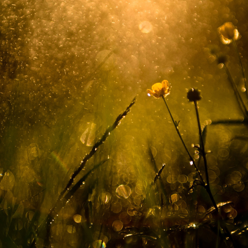 Rhythms of Island Rain