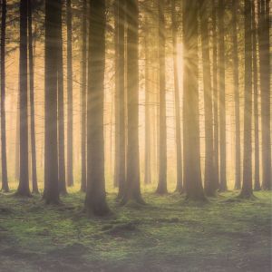 Listen to Softer Modes song with lyrics from Yoga Tribe