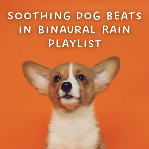Soothing Dog Beats in Binaural Rain Playlist dari Sleeping Music For Dogs