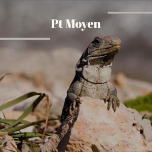 Album Pt Moyen from 