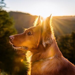 ดาวน์โหลดและฟังเพลง Pawprints On Pavement พร้อมเนื้อเพลงจาก Soothing Dog Music