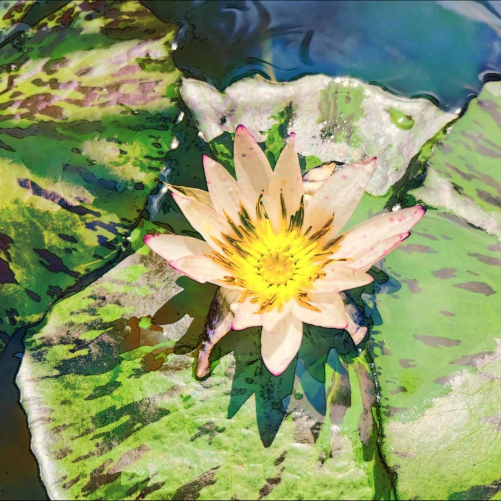 A Call From The North Of The Village