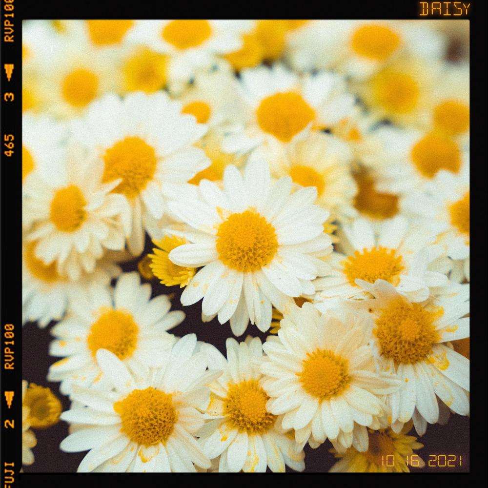 Daisy