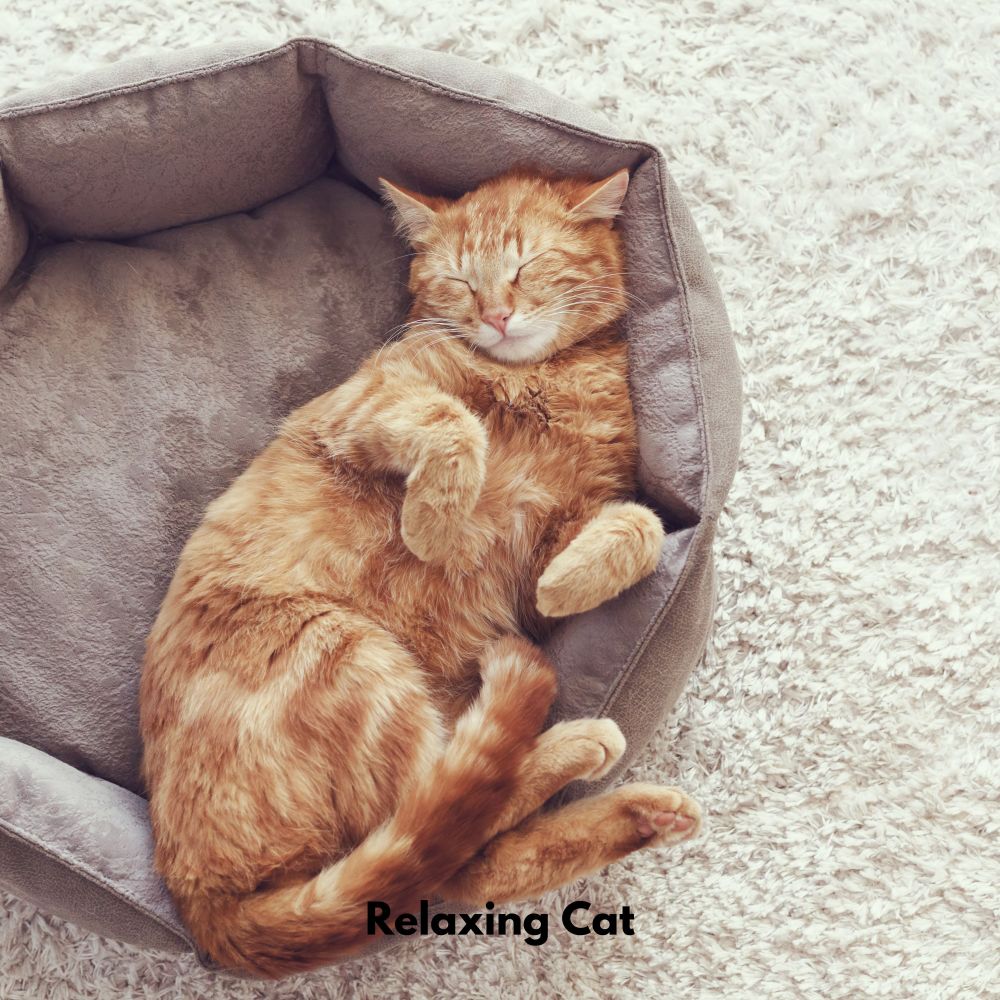 Pawful Tranquil Sounds