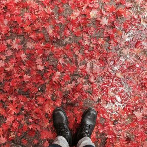 ดาวน์โหลดและฟังเพลง Autumn: Let Him Leave You พร้อมเนื้อเพลงจาก A Letter Of Hearing