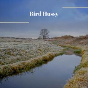 Album Bird Hussy from Various