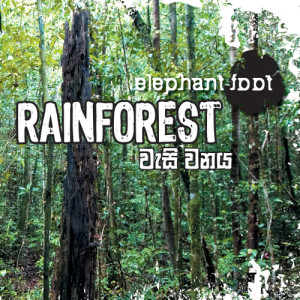 ดาวน์โหลดและฟังเพลง Rain Forest พร้อมเนื้อเพลงจาก Elephant Foot