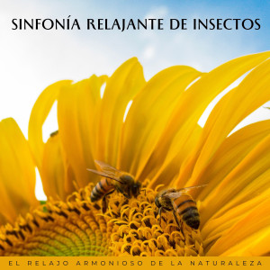 Sinfonía Relajante De Insectos: El Relajo Armonioso De La Naturaleza