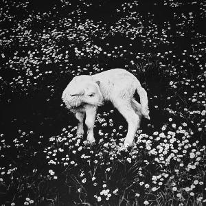 收聽Raúl Cross的Yugular Scar (Explicit)歌詞歌曲