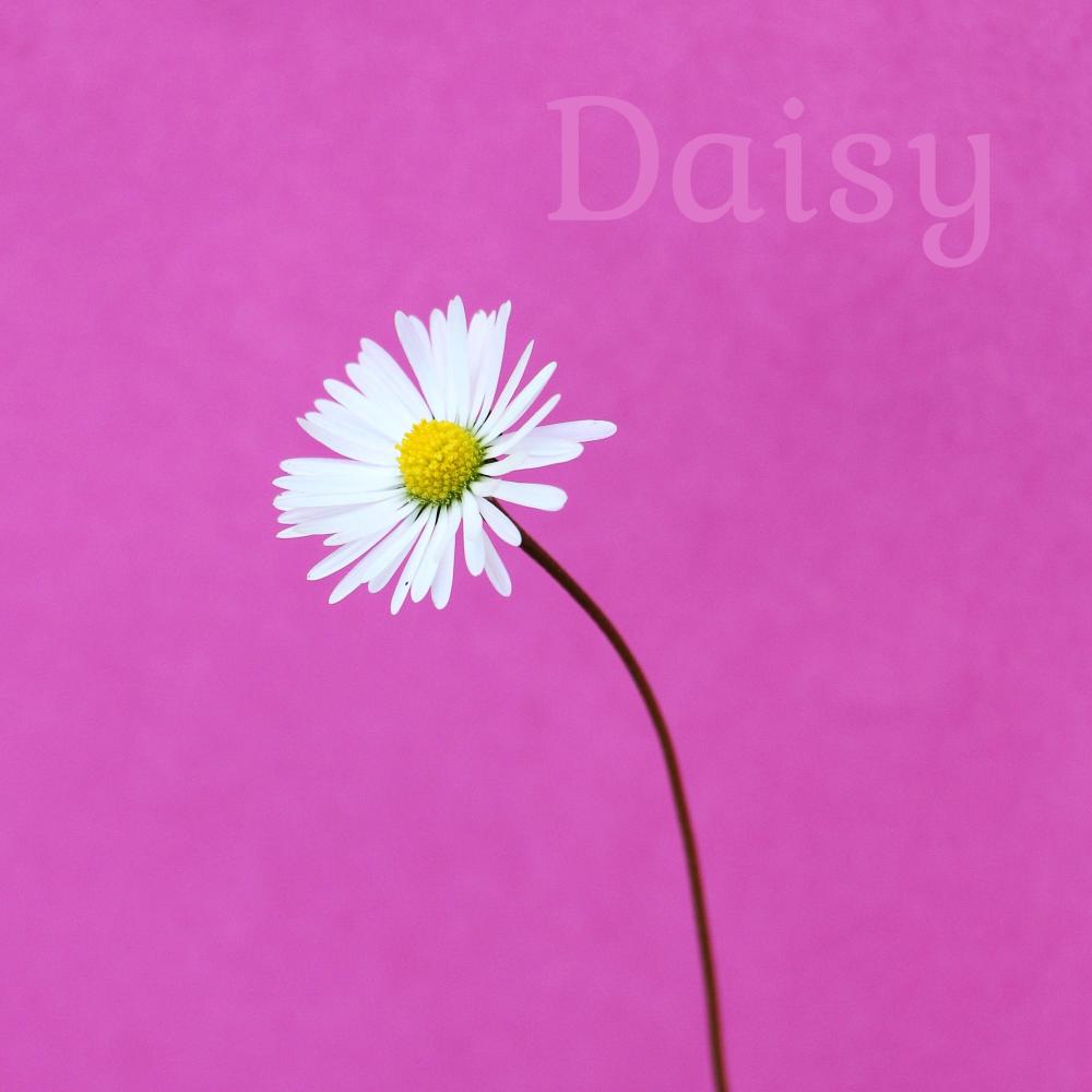 Daisy