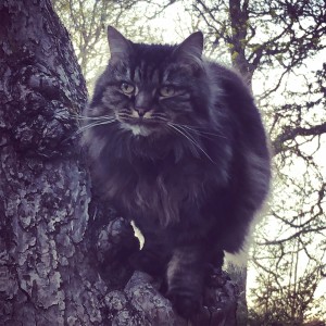 ดาวน์โหลดและฟังเพลง Pour the milk พร้อมเนื้อเพลงจาก Music For Cats