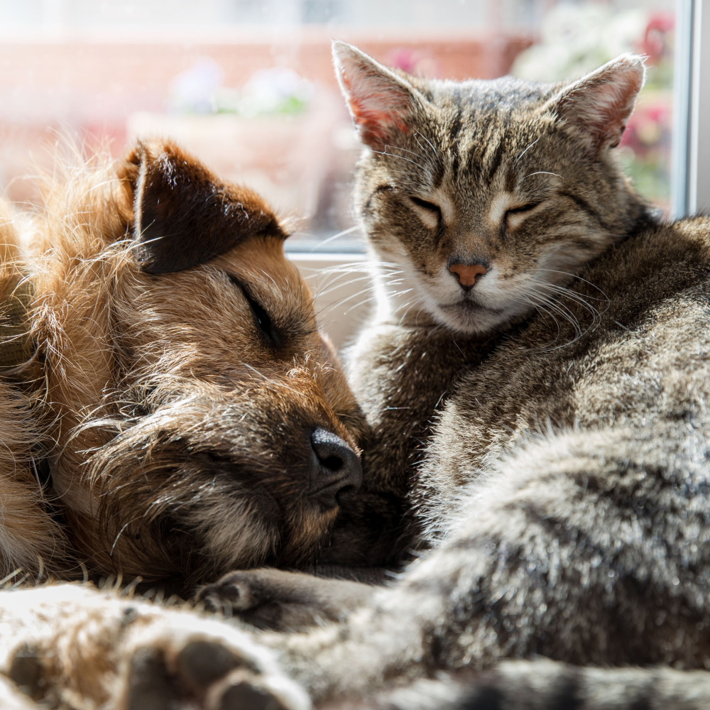 Cradled in the Harmony of Slumber