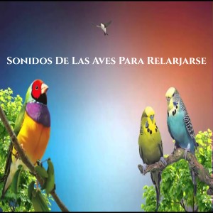 Album Sonidos de las aves para Relajarse from Sonidos De Aves