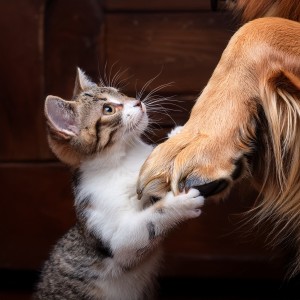 Pet Music Doctor的專輯Music For Pets And The Comfort Of Quiet Company