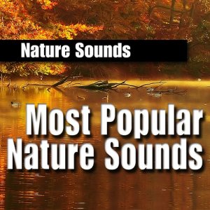 ดาวน์โหลดและฟังเพลง Light Rain with Rolling Thunder - Sounds of Nature พร้อมเนื้อเพลงจาก Nature Sounds