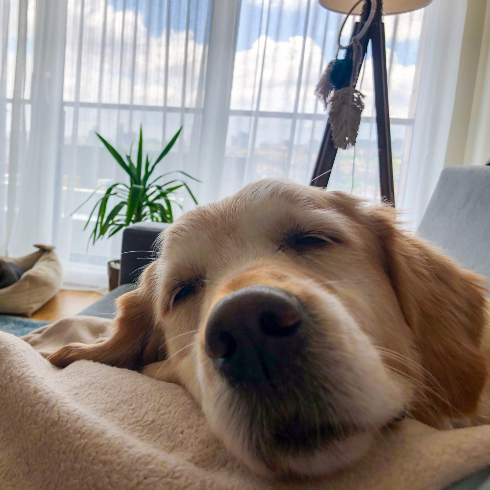 another lazy day