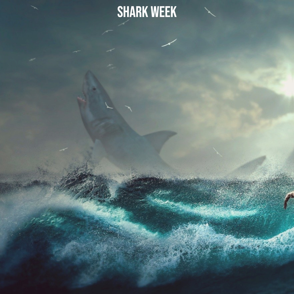 Shark Sonar