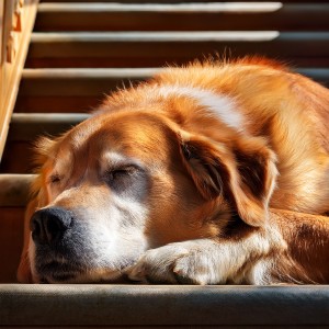 ดาวน์โหลดและฟังเพลง Un Paseo Tranquilo Bajo Las Estrellas พร้อมเนื้อเพลงจาก Moldeadores binaurales