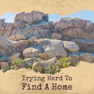 Trying Hard To Find A Home dari Various Artist