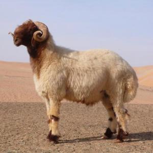 收聽Alter Boy的444 Awassi أواسي !歌詞歌曲