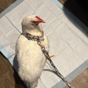 Taliban的專輯Bird Talk (Explicit)