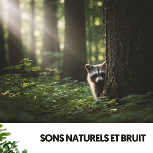 Ruido Blanco Hart的專輯Sons Naturels et Bruit: Air Pur en Mélodie