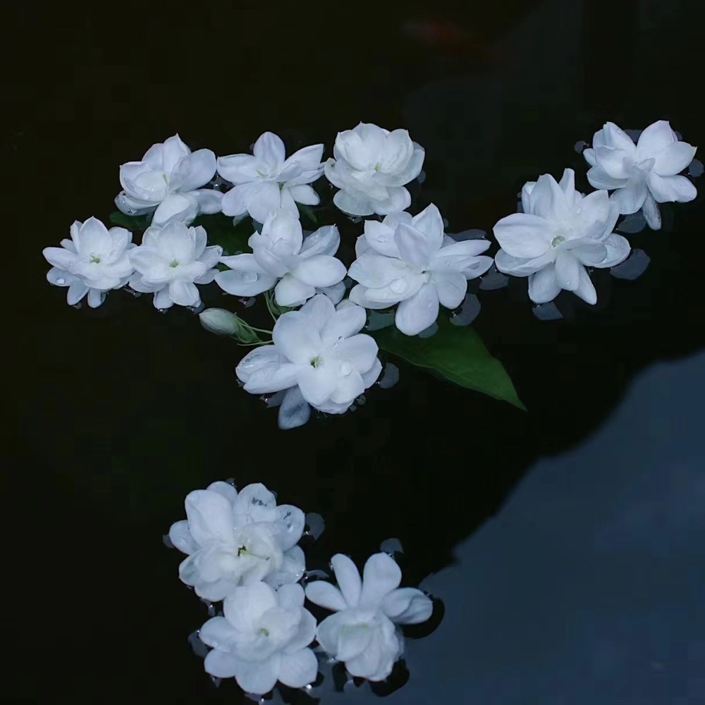 天香茉莉 (完整版)