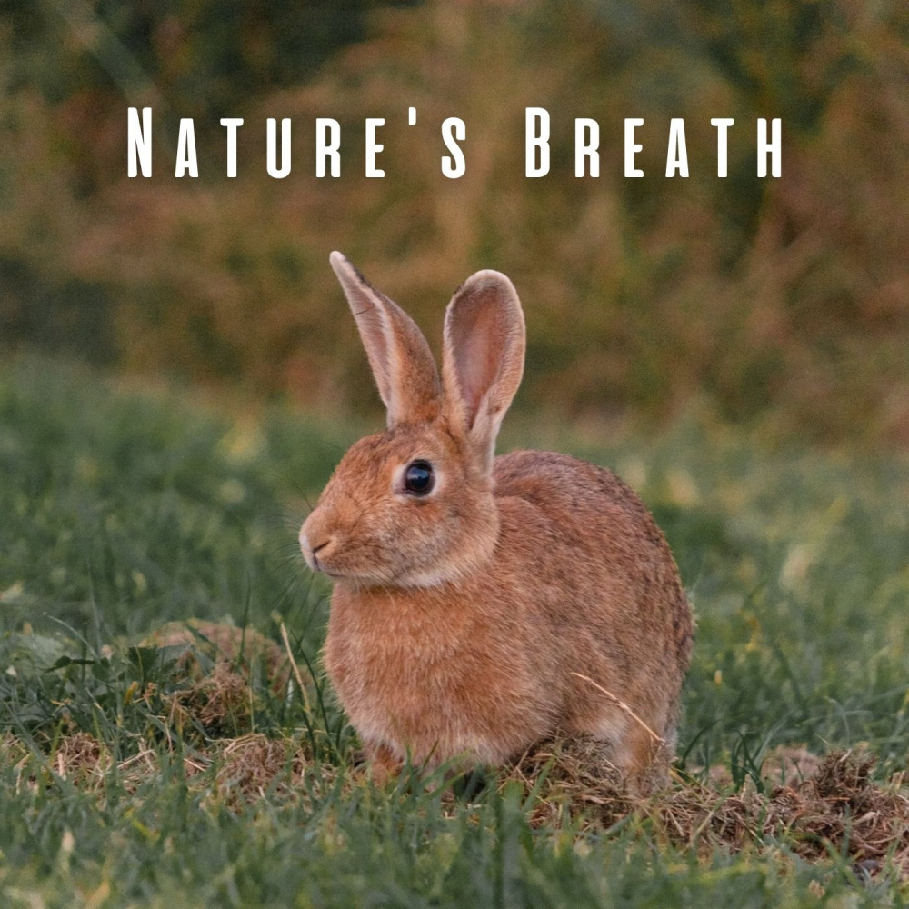 Animal Ambience Adventure