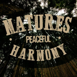ดาวน์โหลดและฟังเพลง Trickle Through the Forest พร้อมเนื้อเพลงจาก Nature Sounds