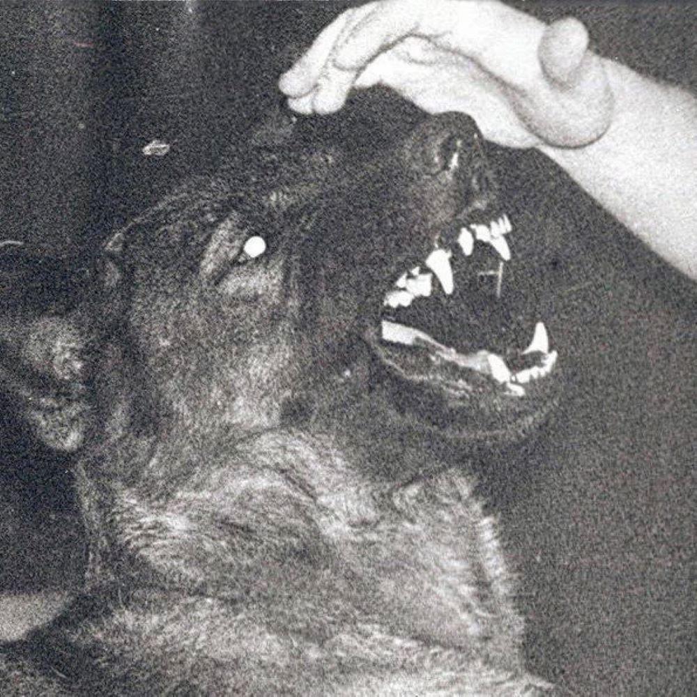 DOGFOOD (Explicit)