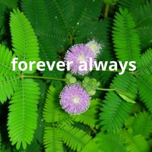 Listen to forever always song with lyrics from Cardoso