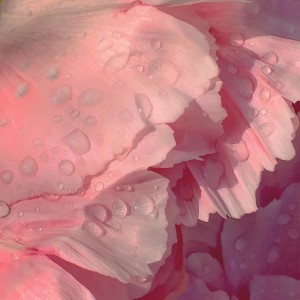 收聽旺旺Ya的nop (Inst.)歌詞歌曲