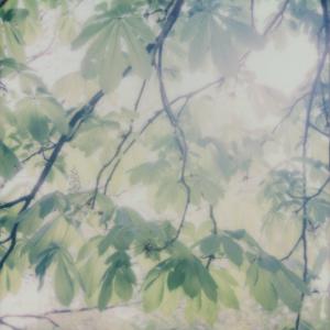 Ian Hawgood的專輯floral forms and subsequent interactions