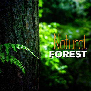 收聽Natural Forest Sounds的Natural Life歌詞歌曲