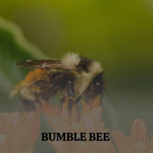 收听Big Mama Thornton的Bumble Bee歌词歌曲