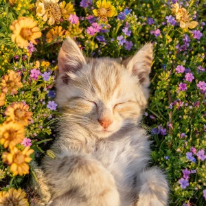 default playlist img