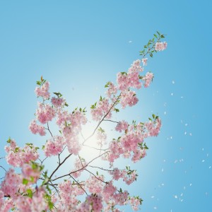 Listen to Blossom song with lyrics from Sadmethod