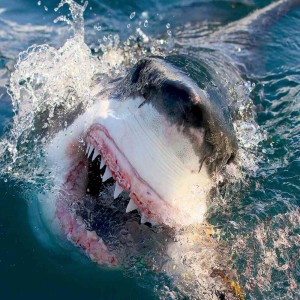 Album Shark Under Beat Free Boombap from 