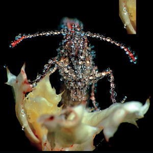 Listen to Glass Jar song with lyrics from Gang Gang Dance