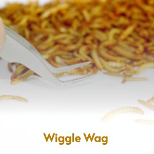 Dengarkan lagu Mule Boogie nyanyian Roy & His Cohutta Mountain Boys Hall dengan lirik