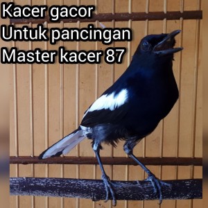Listen to Kacer Gacor Untuk Pancingan (Live) song with lyrics from master kacer 87