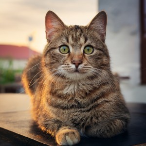 Catching Sleep的專輯Music For The Peaceful Resting Of Cats