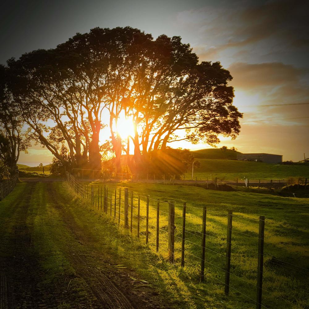 Chickens and Animal Farm Sounds for Good Mood and Relaxation