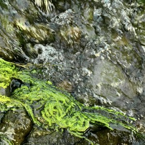 Album Let It Flow from 
